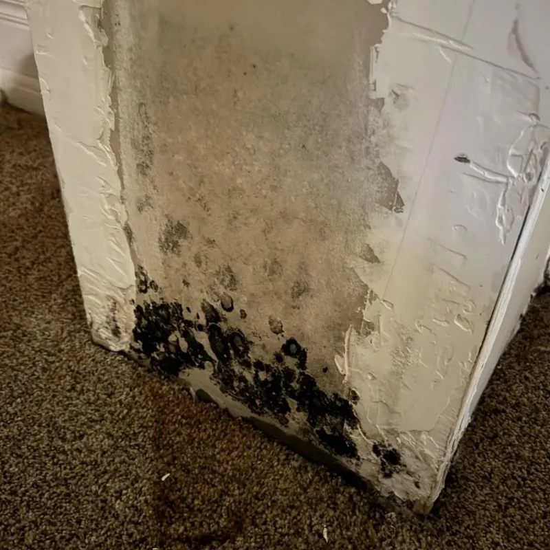 Professional Mold Removal in Davidson County, TN